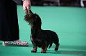 Crufts2011_2 746